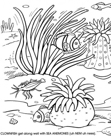8 Pics of Free Printable Coloring Pages Coral Reef - Coral Reef ...