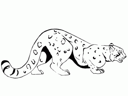 Snow Leopard coloring page - Animals Town - animals color sheet ...