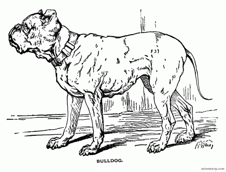 Bulldog For Kids - Coloring Pages for Kids and for Adults