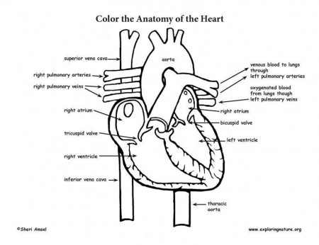 Anatomy Coloring Pages Pdf - Coloring Pages For All Ages