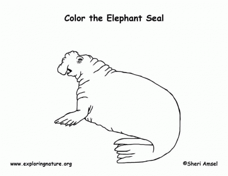 Seal (Elephant) Coloring Page
