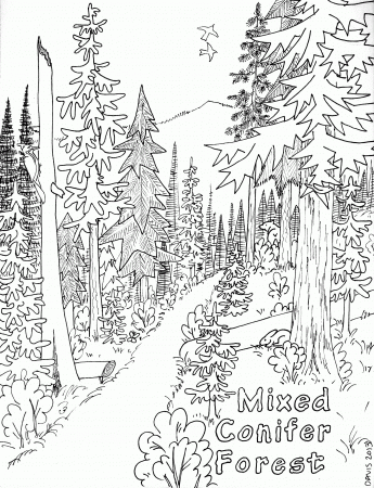 Free Coloring Pages Of Nature Forest - VoteForVerde.com