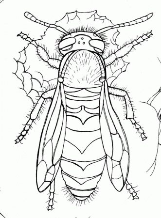 Yellow Jacket Coloring Page