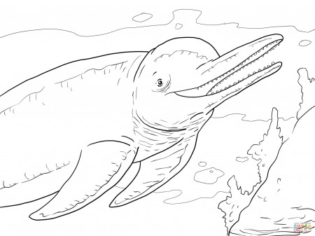 Dolphins coloring pages | Free Coloring Pages