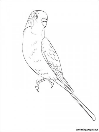 Budgie coloring page | Coloring pages