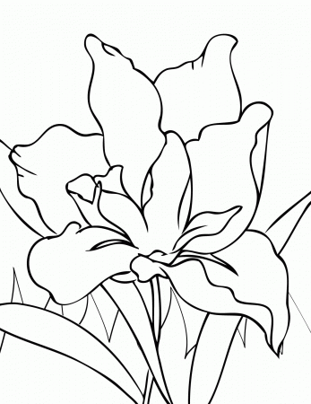 Iris Coloring Page - Handipoints