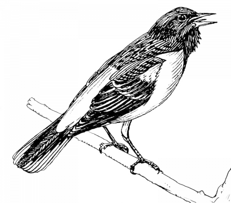 Baltimore Oriole coloring page - Coloring Pages 4 U