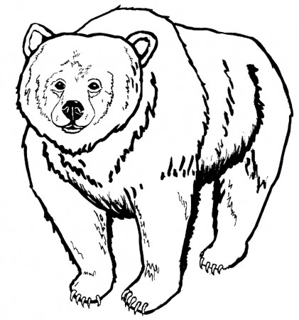 Fluffy fur balls Bear coloring pages 37 pictures and cliparts ...