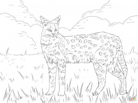 Serval African Wild Cat coloring page | Free Printable Coloring Pages