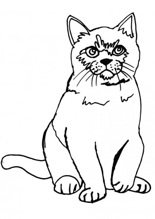 Cat Fluffy Coloring Page - Free image on Pixabay