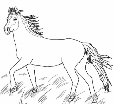 Mustang Wild Horse coloring page | Free Printable Coloring Pages