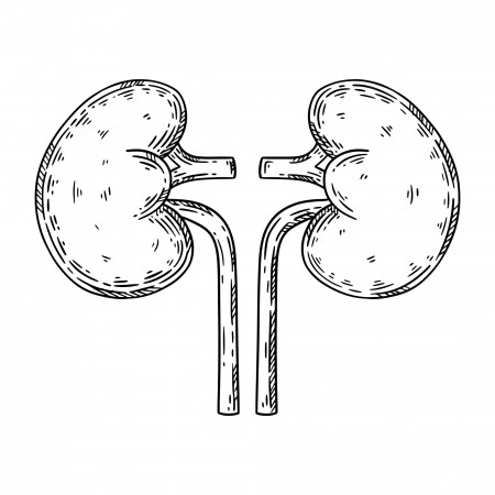 Premium Vector | Human kidneys hand drawn sketch vector isolated  illustration