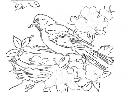 Robin Birds Nest Coloring Pages - Print Color Craft