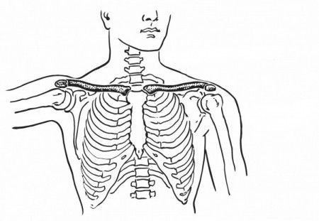 Anatomy And Physiology Coloring Page