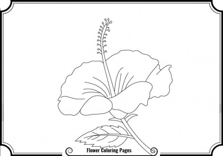 Coloring Pages Of Hibiscus Flowers - Coloring