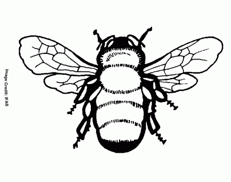 Bee - Free Coloring Pages for Kids - Printable Colouring Sheets