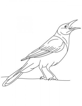 Iridescent grackle bird coloring page | Download Free Iridescent 