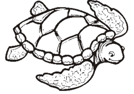 Download Turtle Wanted To Go Swimming Coloring Page Or Print 
