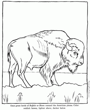 Buffalo coloring pages - Zoo animals 004