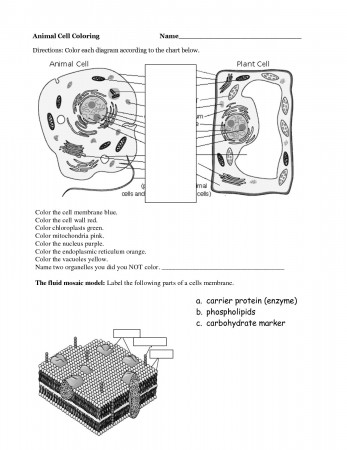 Easy Plant And Animal Cell Worksheet - WorkKids