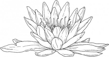 Blooming Water Lily coloring page | SuperColoring.com | Water lily drawing, Coloring  pages, Coloring pages for grown ups