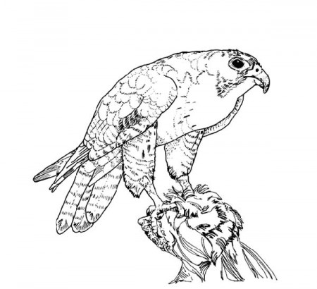 Texas Big Bend Peregrine Falcon Bird Coloring Pages - NetArt