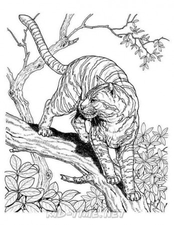 Realistic Tiger – Animals Coloring Book Pages Sheets – Kids Time Fun Places  to Visit and Free Coloring Book Pages Printables