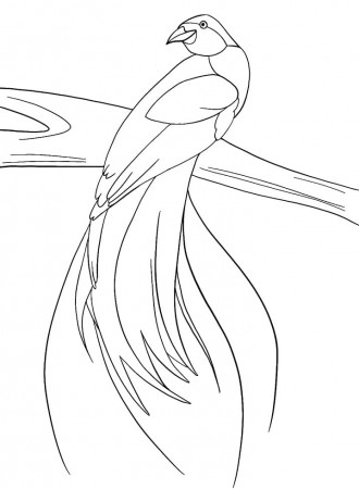 Bird of Paradise 2 Coloring Page - Free Printable Coloring Pages for Kids