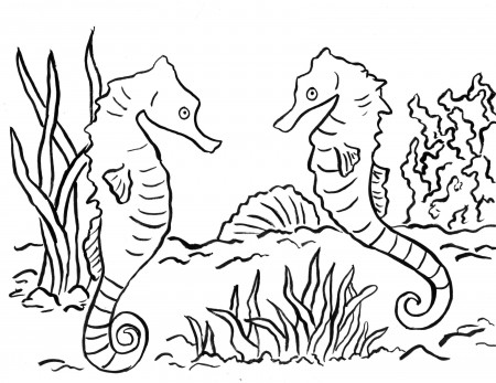 Seahorse Coloring Page - Art Starts for Kids