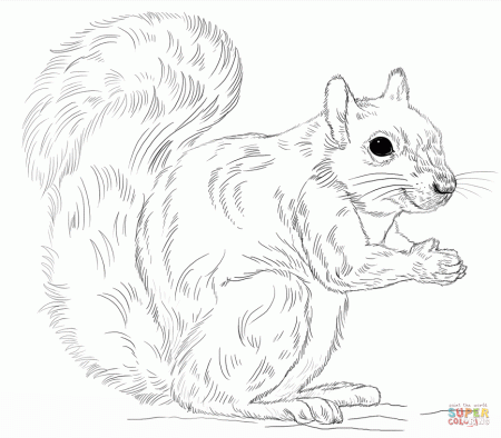 Squirrels coloring pages | Free Coloring Pages