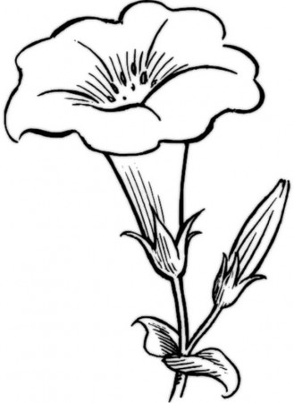 Beautiful Flower Coloring Pages - Flower Coloring Pages, Girls ...