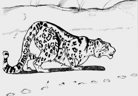 Snow Leopard Coloring Pages | Coloring Pages Kids Tech