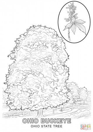 Ohio State Tree coloring page | Free Printable Coloring Pages