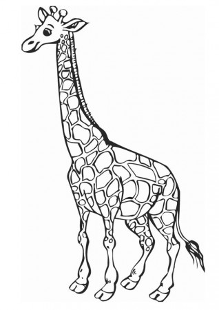 Print Sweet Giraffe Coloring Page : Download Sweet Giraffe Animal 
