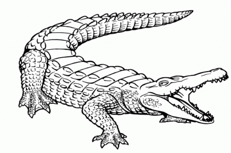 Alligator Coloring Page - Free Coloring Pages For KidsFree 
