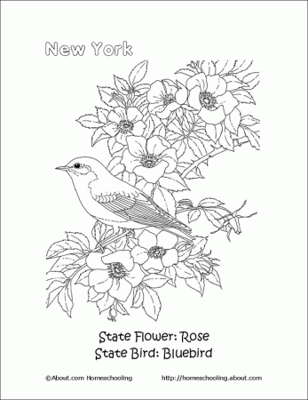 Oklahoma state bird Colouring Pages (page 3)