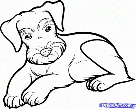 schnauzer dogs Colouring Pages