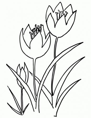 Three Tulips Coloring Online | Super Coloring