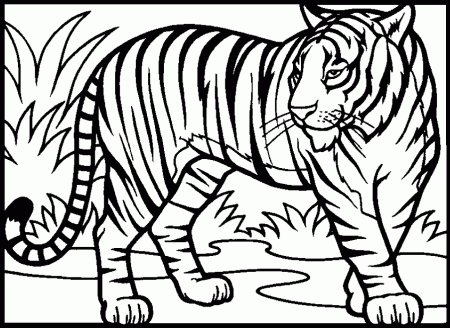Tiger Coloring Pages and Book | UniqueColoringPages
