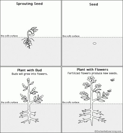 Plant Life Cycle coloring page