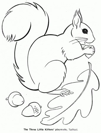 Squirrel | Quirky Squirrels!