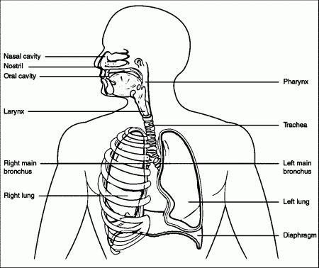 Major Respiratory Organs Picture Sketch Drawing Coloring Page ...