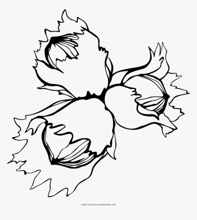 Opulent Design Nuts Coloring Pages Page Ultra And Bolts - Nuts Coloring, HD  Png Download - kindpng