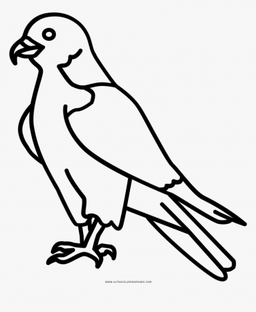 Peregrine Falcon Coloring Page - Easy Peregrine Falcon Drawing, HD Png  Download , Transparent Png Image - PNGitem