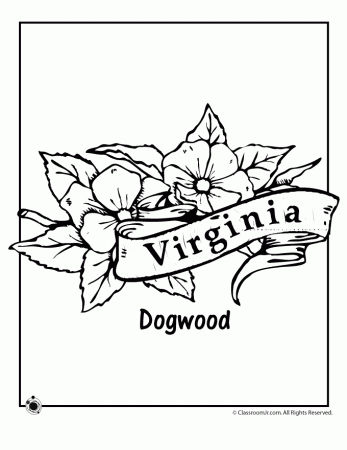 Virginia State Flower Coloring Page | Woo! Jr. Kids Activities