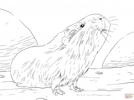 Curious Guinea Pig coloring page | Free Printable Coloring Pages