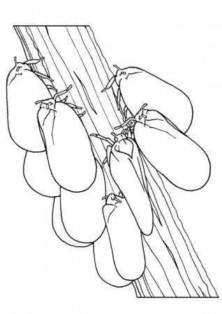 Coloring Page moths on branch - free printable coloring pages - Img 9441