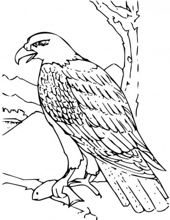 2014 eagle coloring sheet