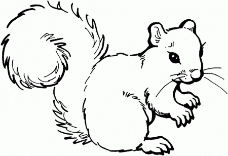 Baby Squirrels coloring pages | Coloring Pages