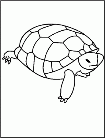 Baby Turtle Coloring Pages | Animal Coloring Pages | Kids Coloring 